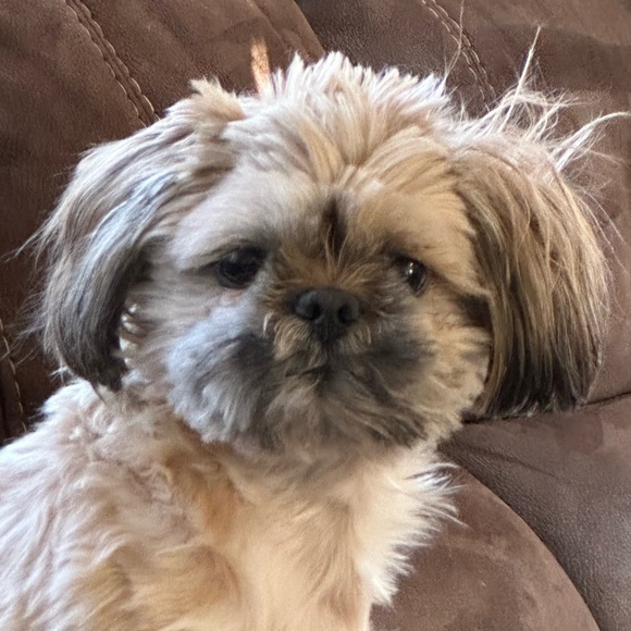 Meet your Posher, Athena- LIKE THIS LISTING TO BE ALERTED FOR POSH SHOWS 🤗 - Picture 8 of 16